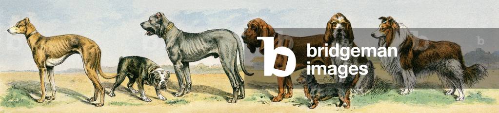 Pets, breed dogs. Lithograph from 19th century illustration.