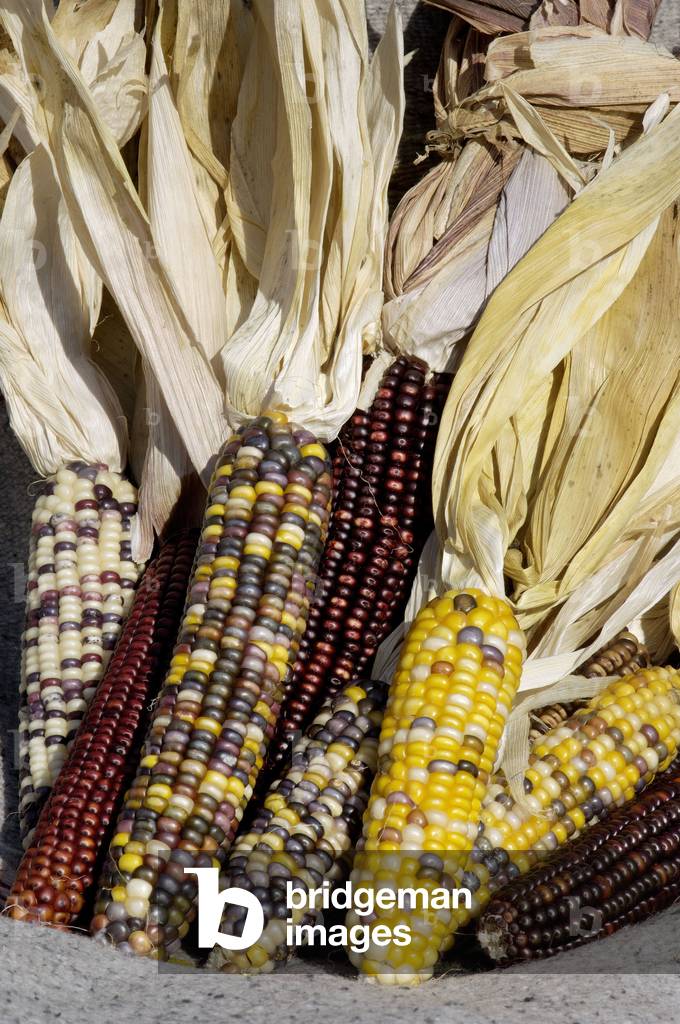 Basic foods of American Indians: But multicolored Photograph.