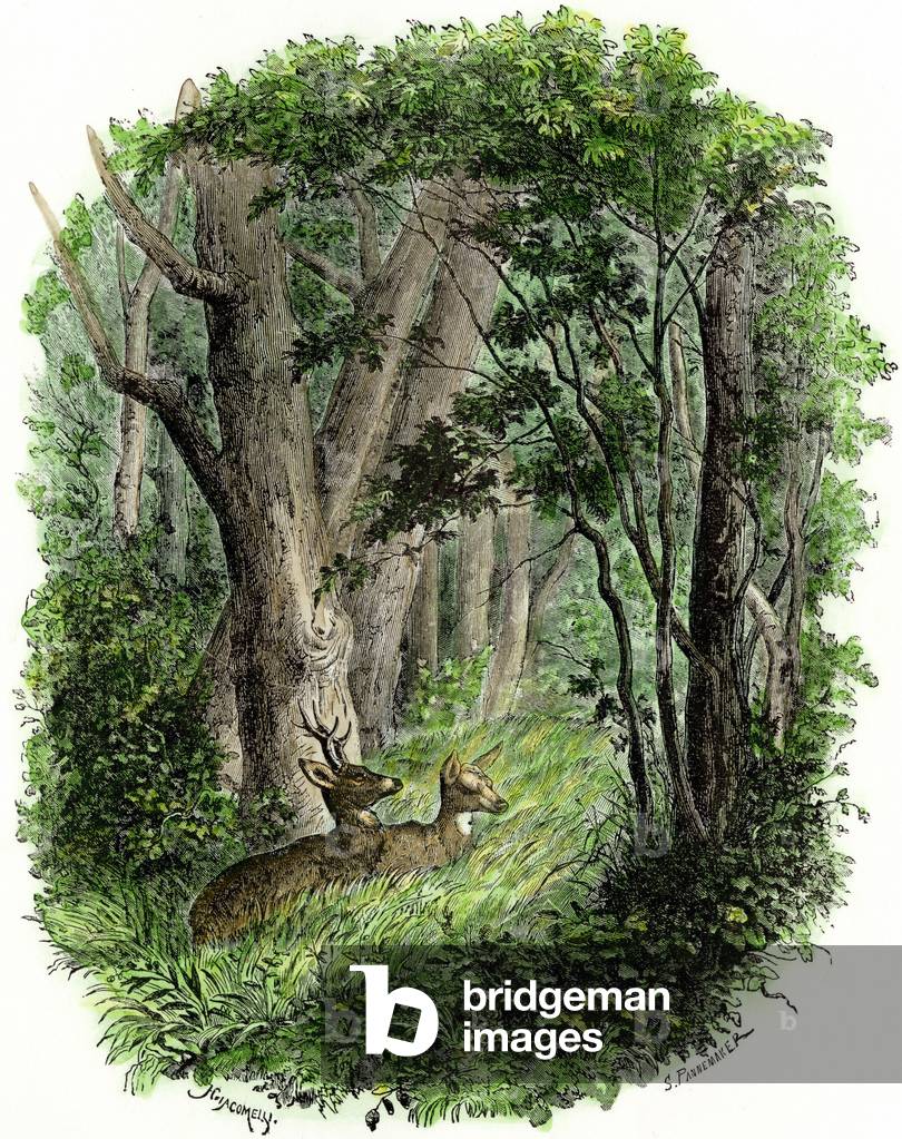 Deer and doe layers in the forest.