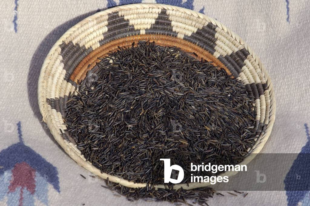 Wild rice from the full of the Great Lakes, in America in an artisanal basket