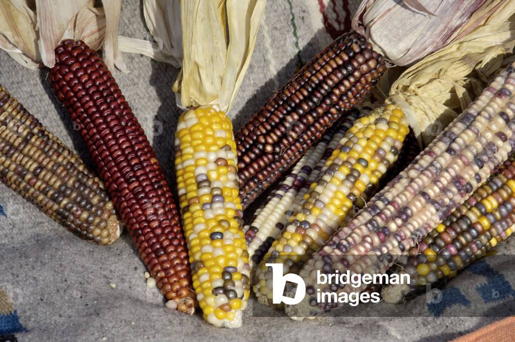 Basic foods of American Indians: But multicolored Photograph.