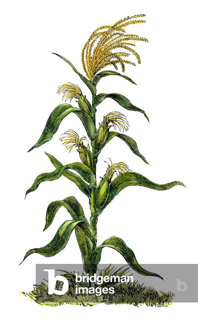 Cereal plant grown by the Indians of America: Mist shoot. Colouring engraving of the 19th century.