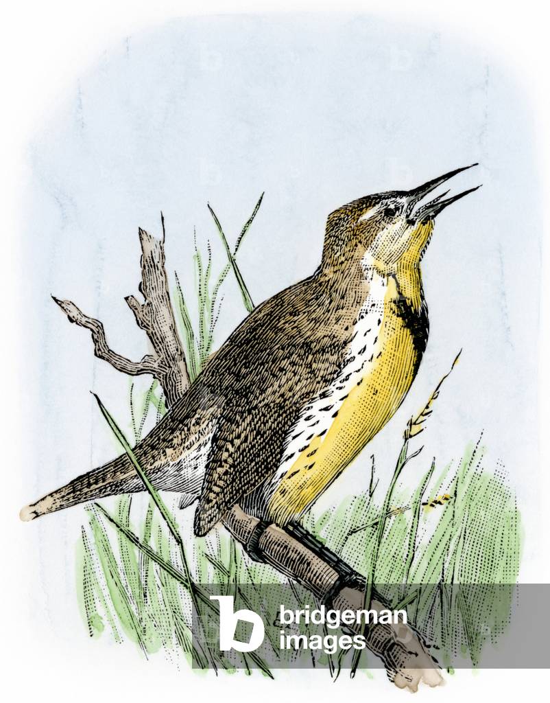 Western Sturnella (Sturnella neglecta) singing on a branch. Colour engraving after a 19th century illustration.