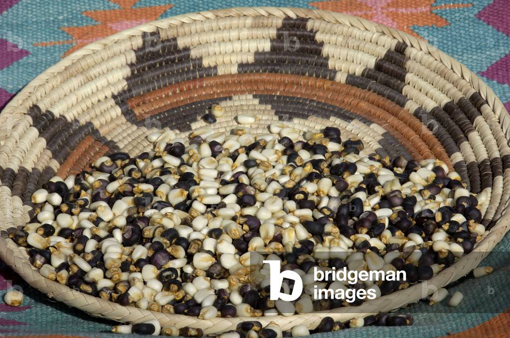 Basic Food of Native Americans: dry corn grains for pozole in a basket made by Native Americans