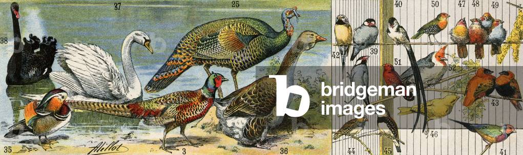 Variety of domestic birds, swans, ducks, pheasant, goose and cage birds, canaries, inseparable. Lithography19th century.