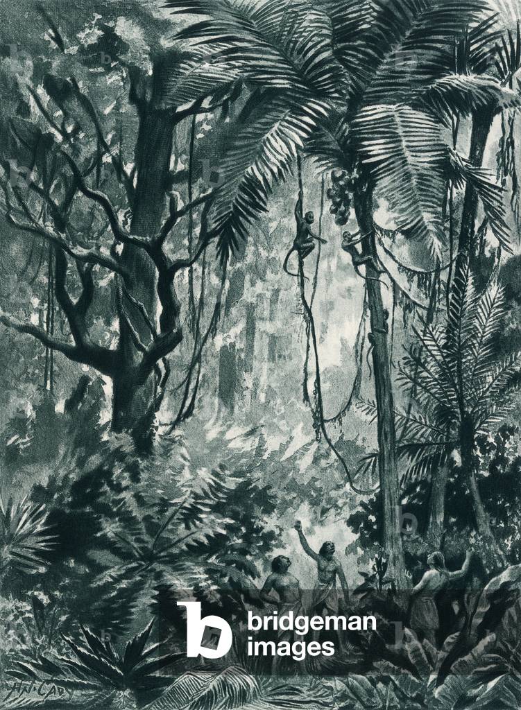 I nativi del Brasile lanciano pietre contro le scimmie per farle raccogliere noci che vengono gettate giù - Ph