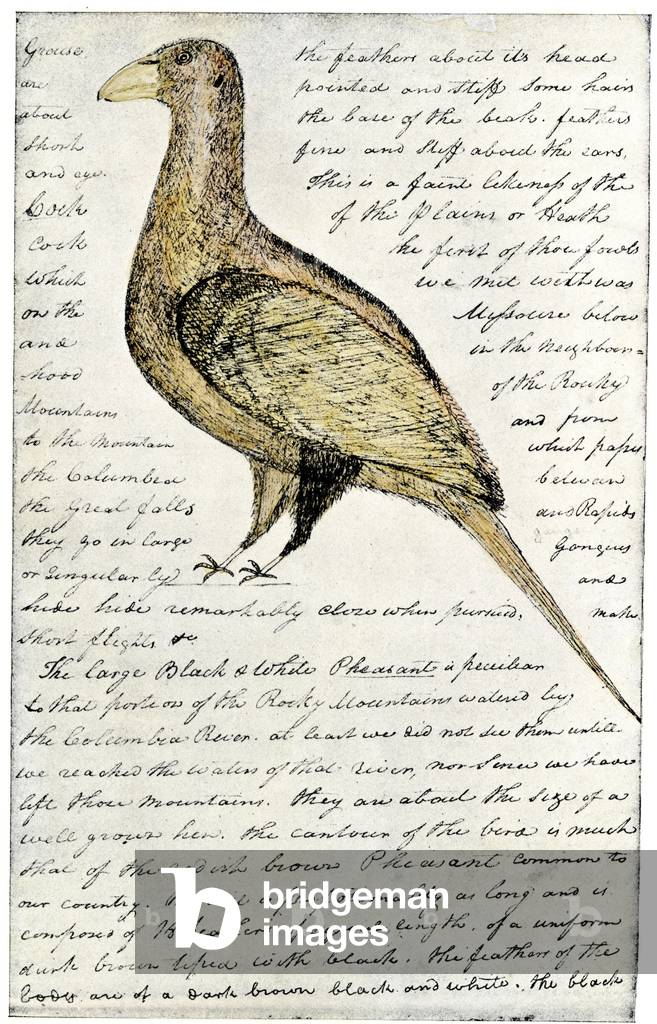 William Clark's sketch of a bird “Cock of the Plains” (Sage Tetras) from the expedition diary of Captain Meriwether Lewis (1774-1809) and Lieutenant William Clark (1770-1838). Reproduction of the journal.