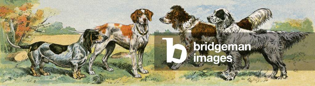 Pets, hunting dog breeds. Lithograph from 19th century illustration.