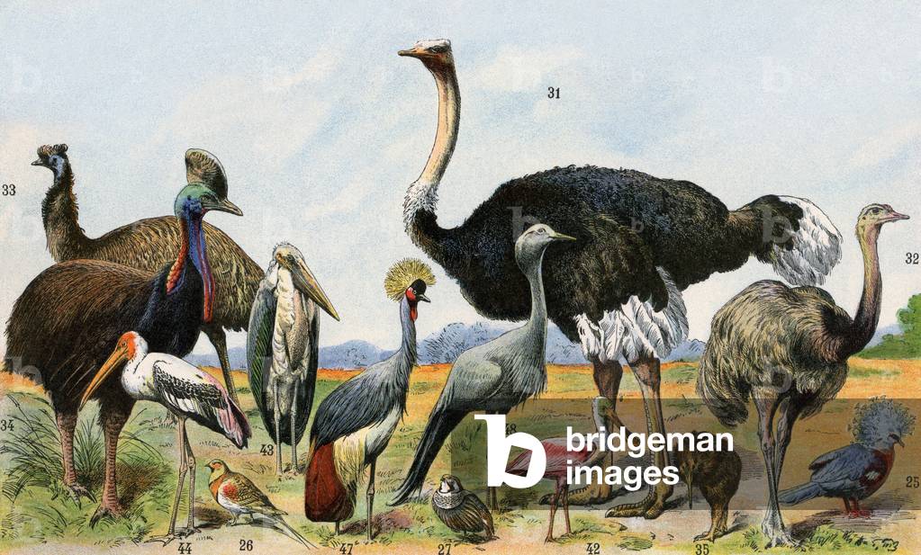 Birds of warm climates: ostrich, emeu, casoar and other varieties of chassiers, with kiwi, various cranes, pink spatula and stork. Lithography19th century.