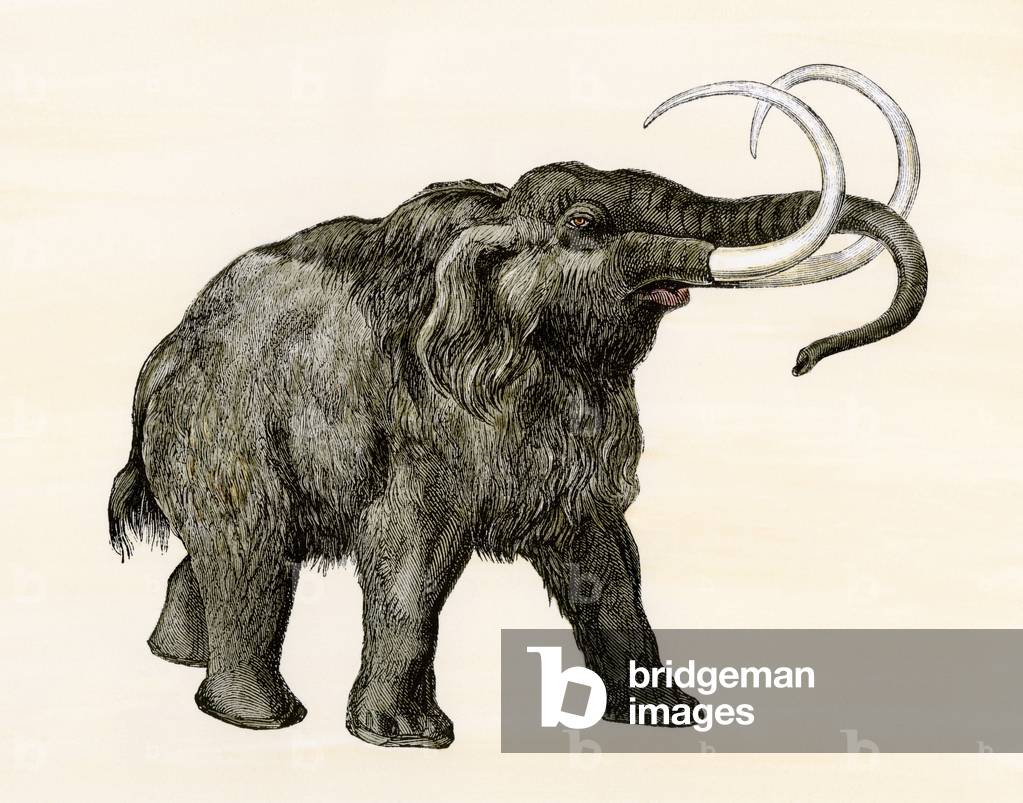 Prehistory and prehistoric animals: Mammoth. 19th century colour engraving