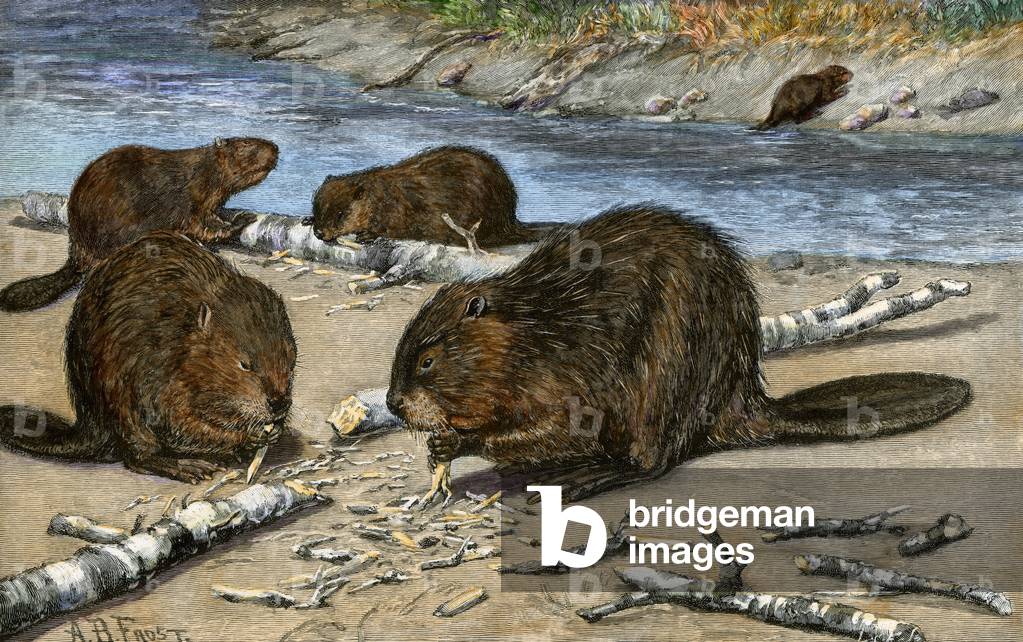 Beavers gnawing and cutting tree trunks on the shore of a North American river (Canada, USA). Colour engraving of 19th century, based on an illustration by A.B.Frost.