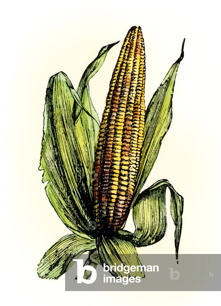 Agriculture: Epi de mais. 19th century color engraving