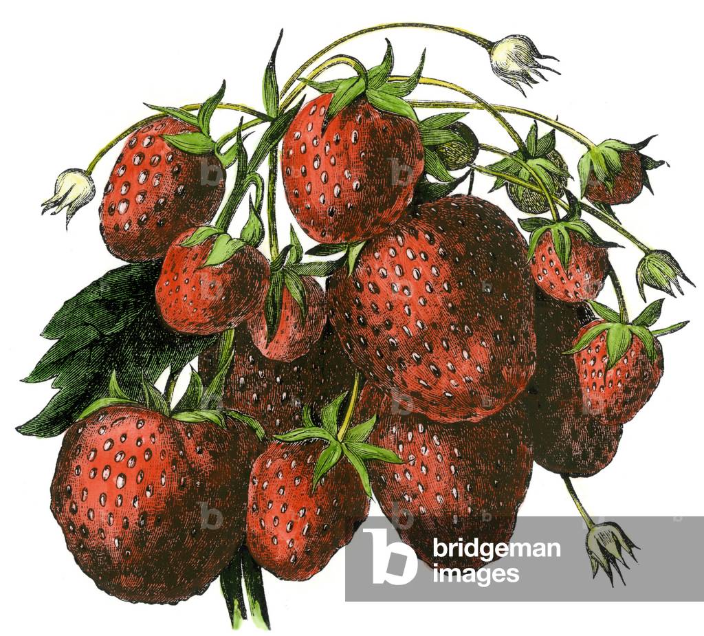 Agriculture: Wood strawberries. 19th century colour engraving.