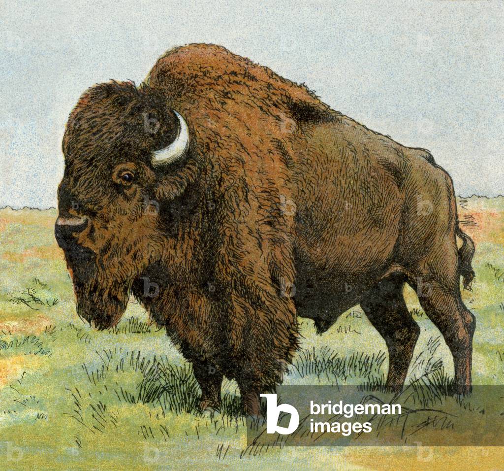 American bison. Lithograph from 19th century illustration.