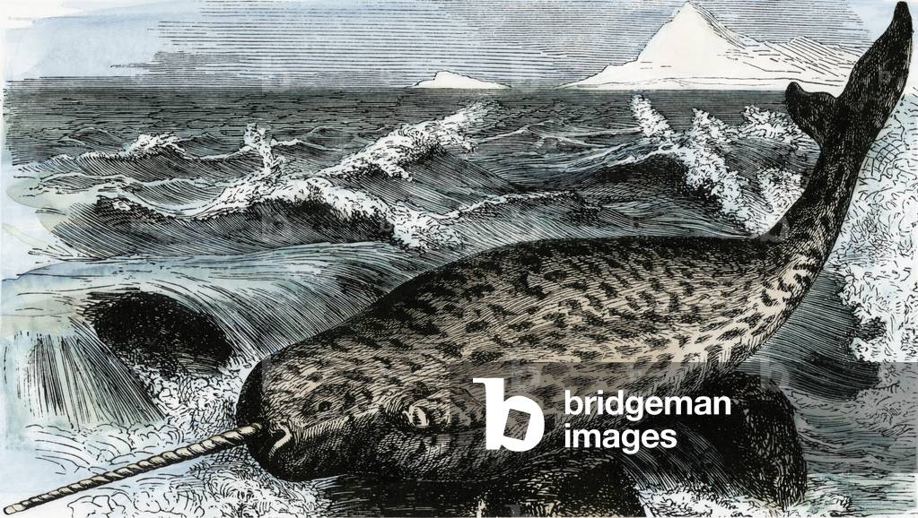 Male narwhal with ivory horn stranded on rocks in the North Atlantic. Colour engraving after a 19th century illustration.
