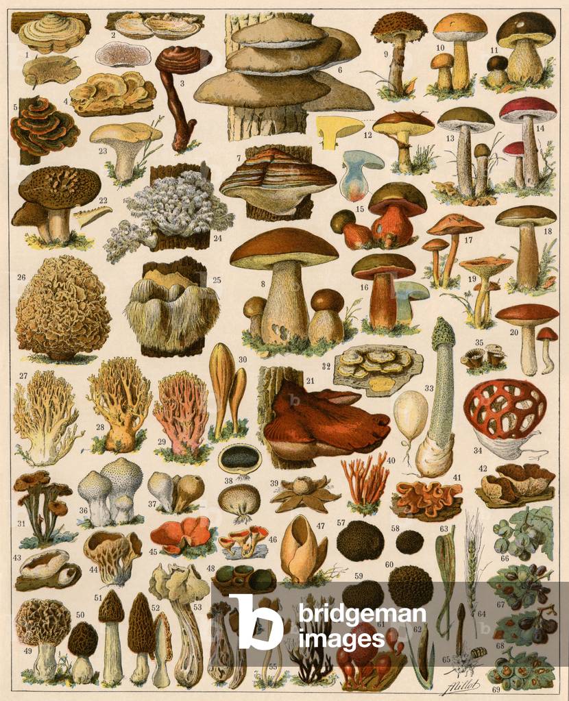 Botany: mushroom varietes. Colour lithography.