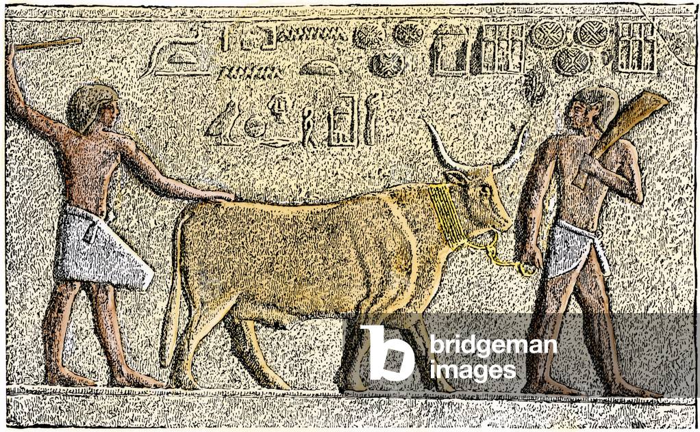 Apis, the Greek name of a sacred bull of Egyptian mythology comes from the prehistoric period. Colourful engraving after a fresco.
