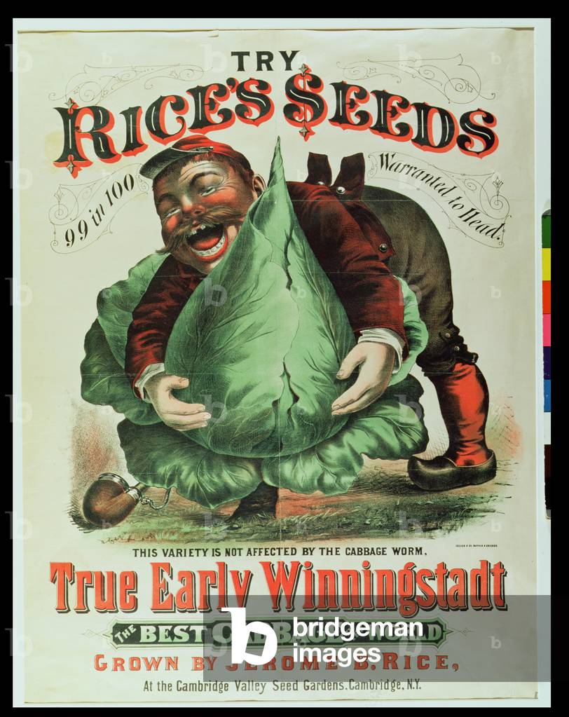 'Try Rice's Seeds, The Best Cabbage in the World' (colour litho)