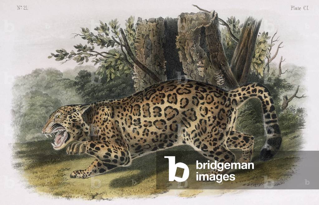 The Jaguar 19th by John Woodhouse Audubon