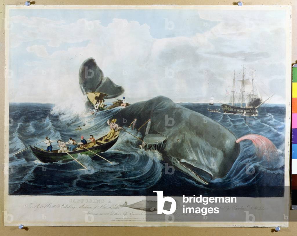 Capturing a Sperm Whale, engraved by J. Hill, published 1835 (coloured engraving)