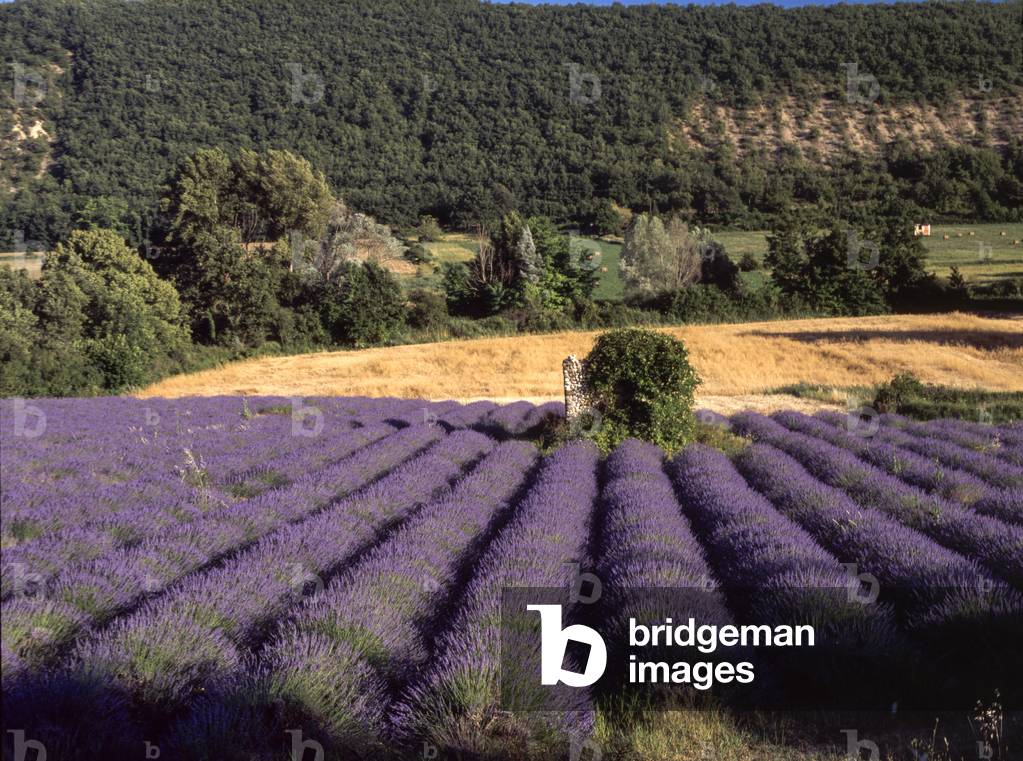 Lavender field
