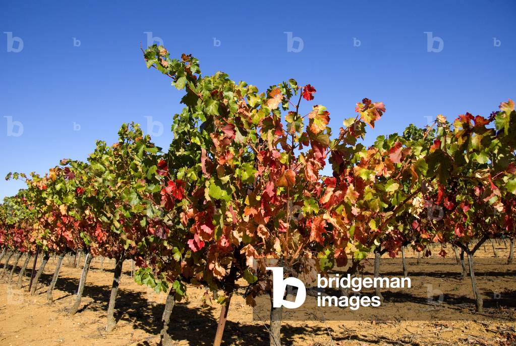 Cotes du Rhone, France