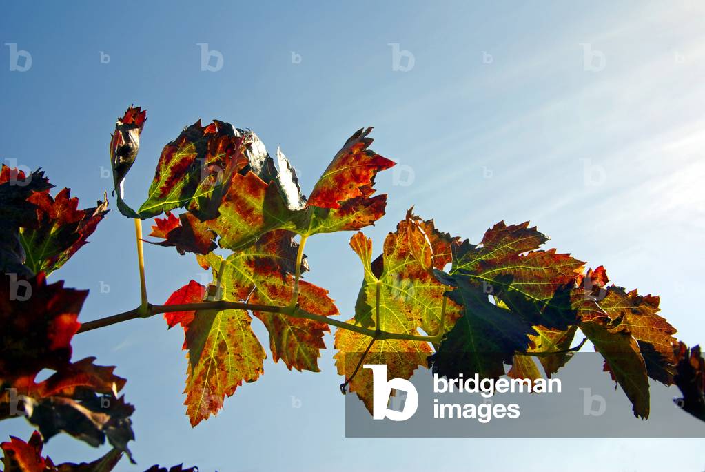 Cotes du Rhone, France