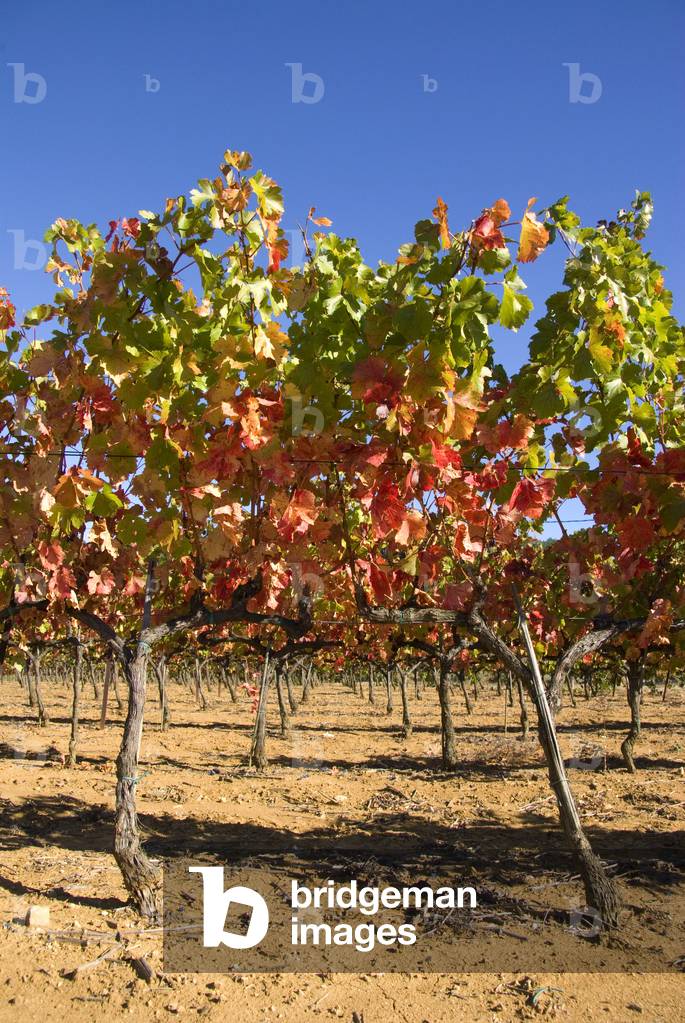 Cotes du Rhone, France