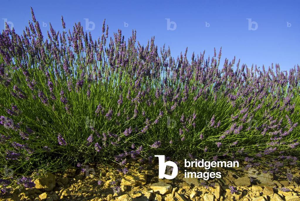 Lavender flowers