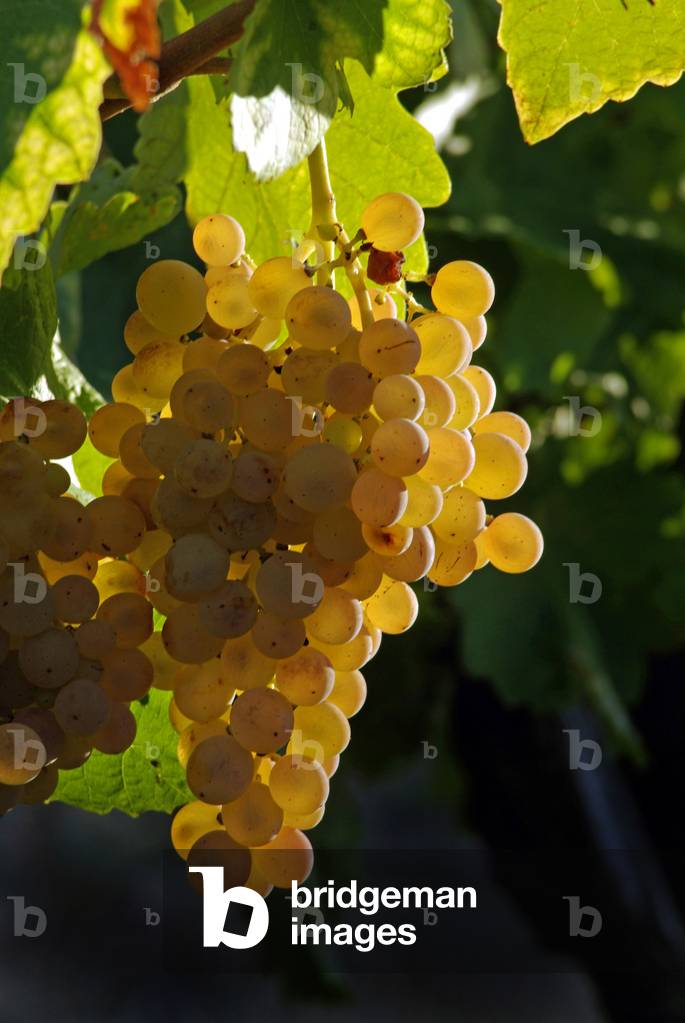 Cotes du Rhone, France