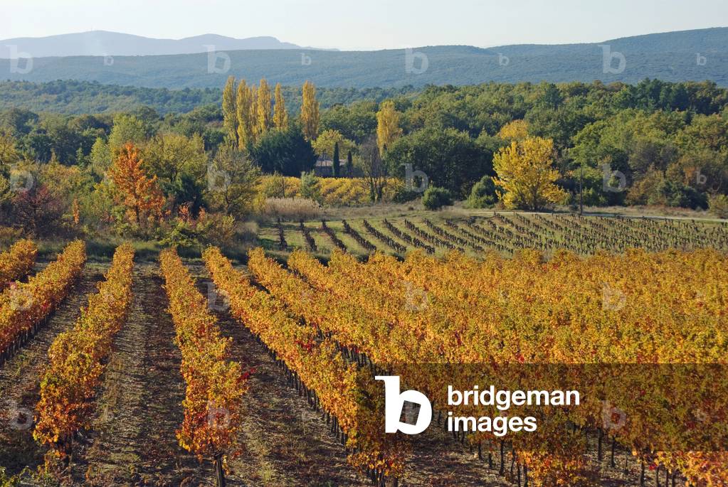 Cotes du Rhone, France