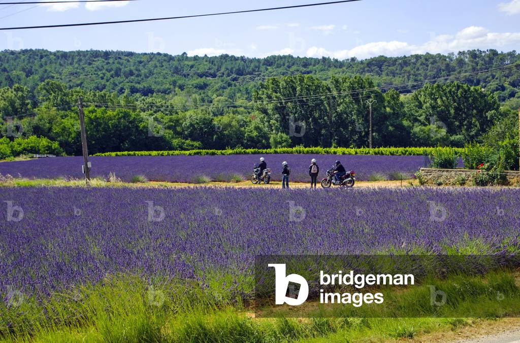 Lavender field