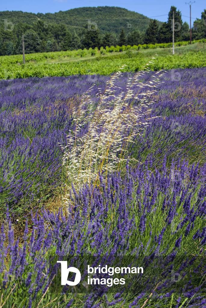 Lavender field