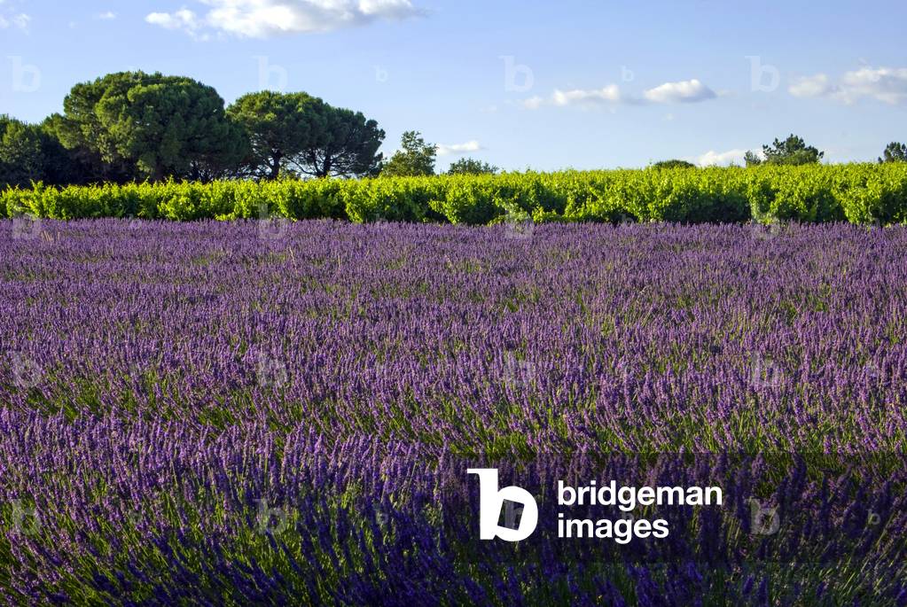 Lavender field