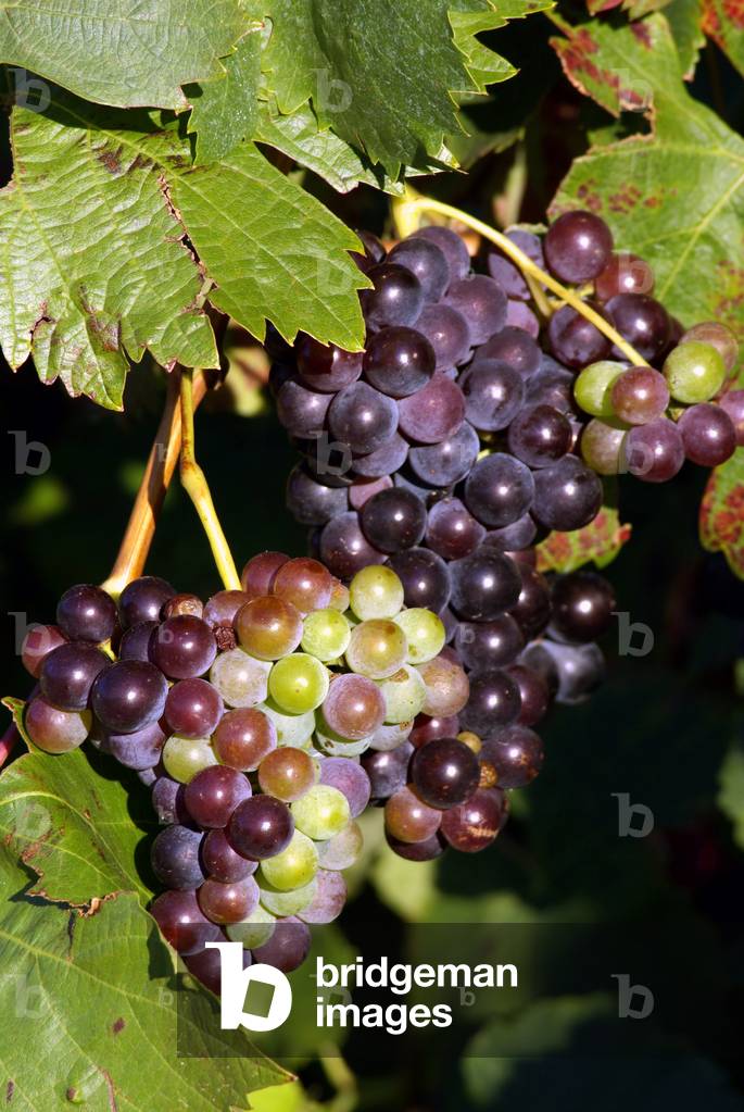 Cotes du Rhone, France