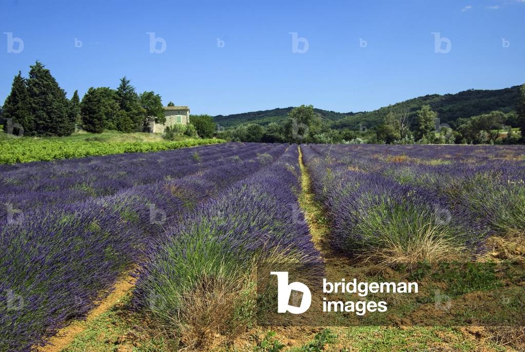 Lavender field