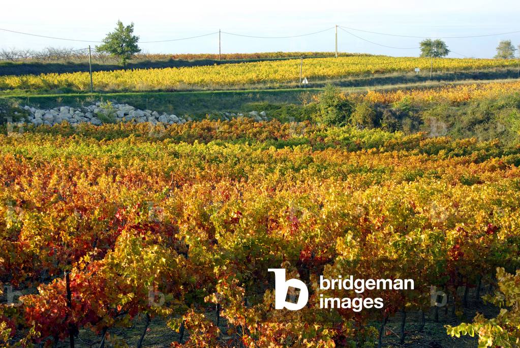 Cotes du Rhone, France