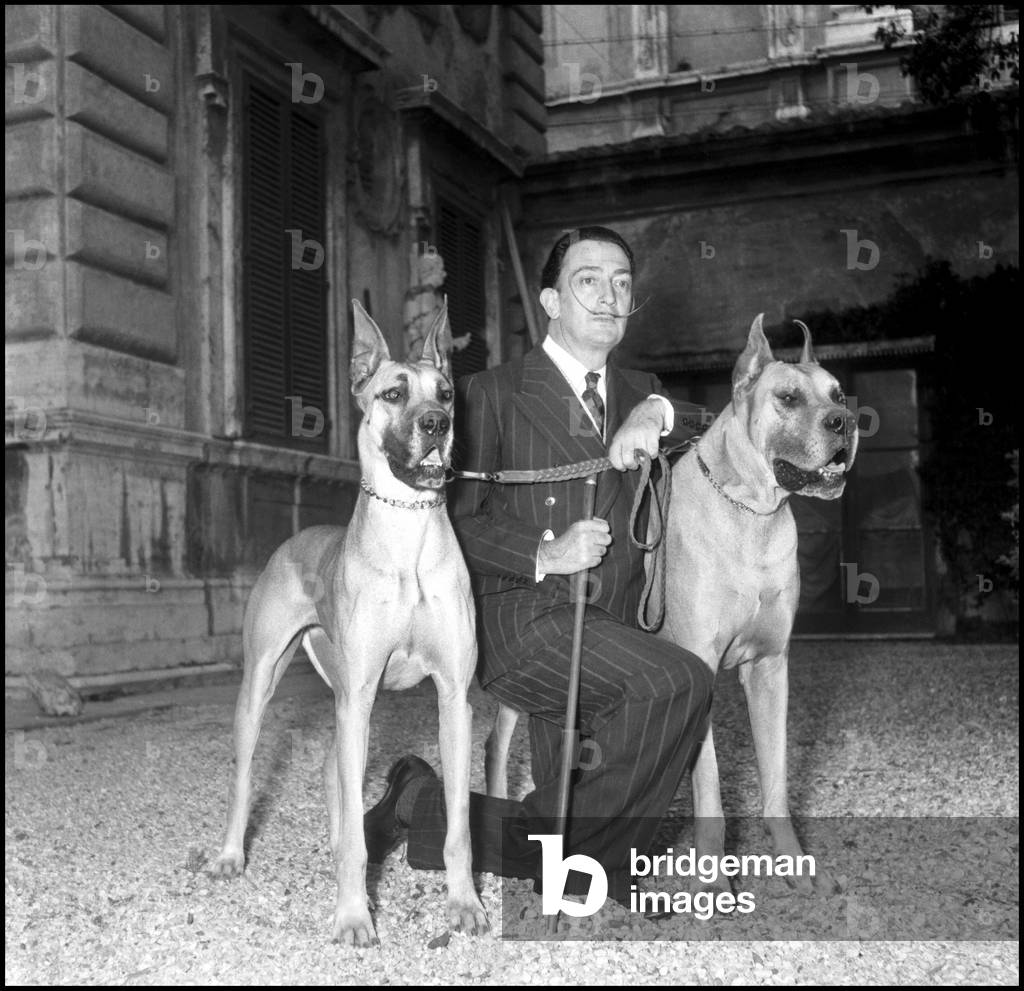 the Spanish artist Salvador Dali during the installation of his exhibition at the Palazzo Pallavicini Rospigliosi. He poses with his two dogs, Rome, 29/04/1954 (b/w photo)