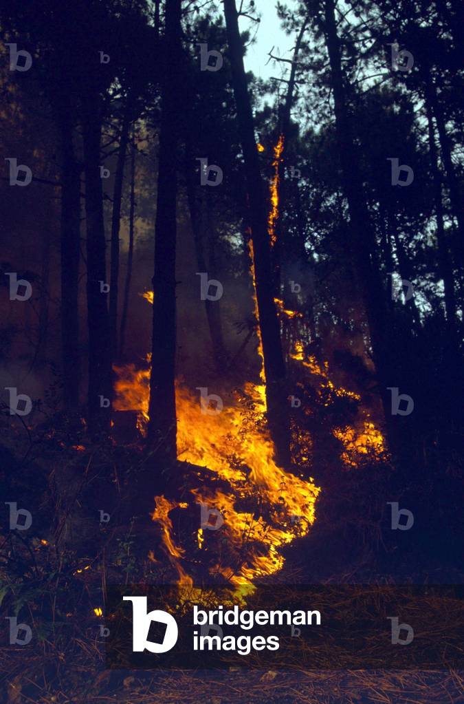 Forest fire, trees in flames (photo)