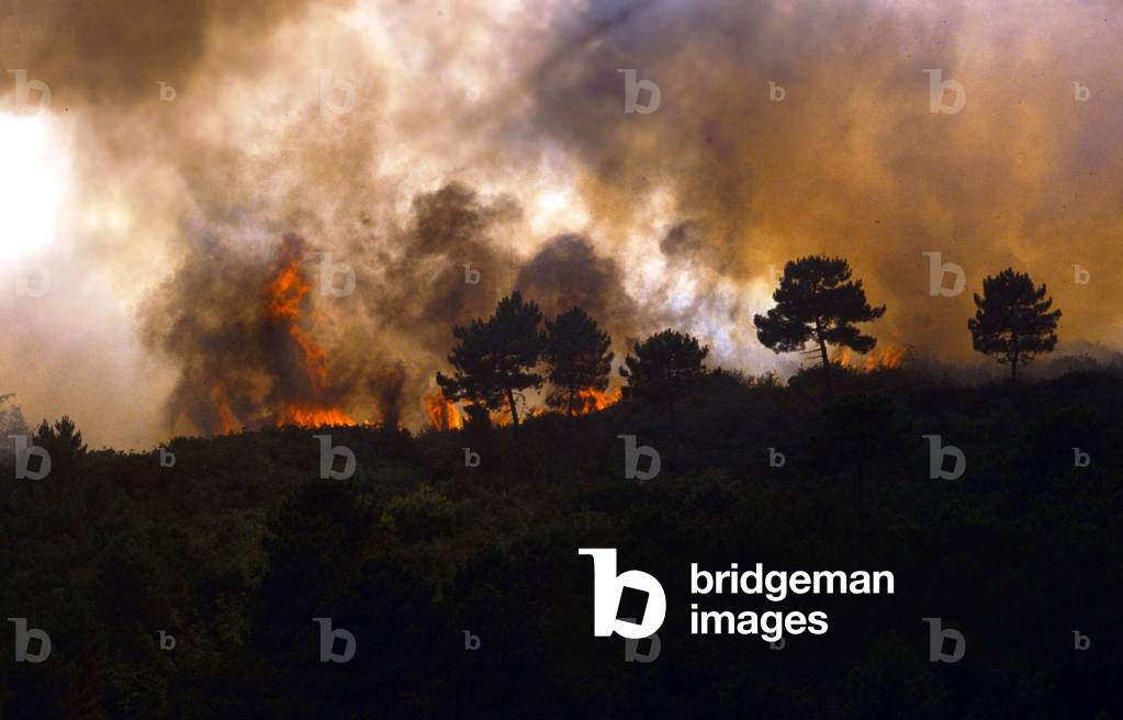 Forest fire (photo)