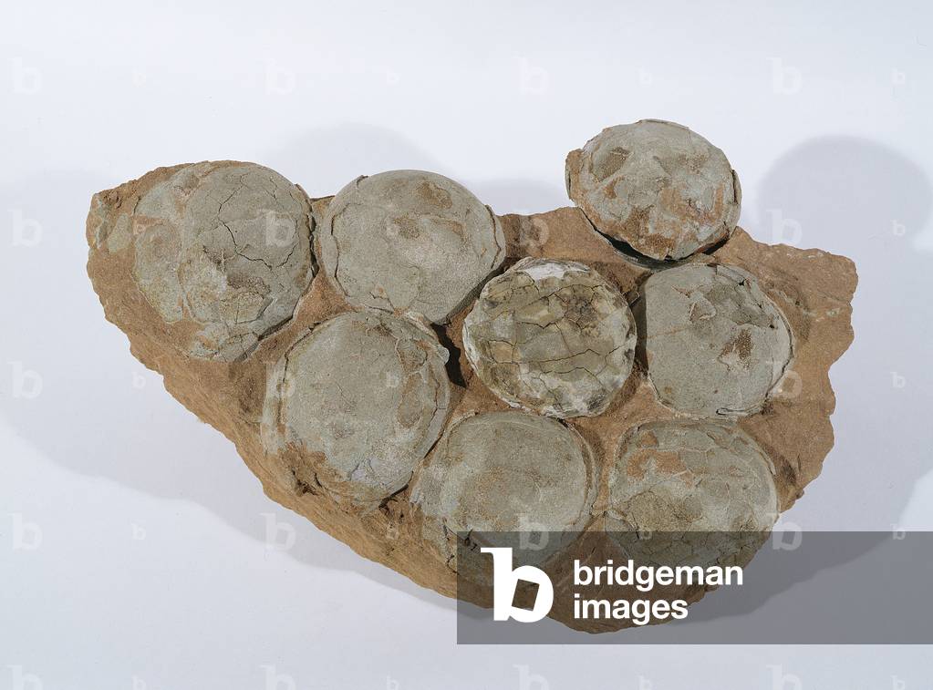 Dinosaur Eggs, found in Henan Province, China, Upper Cretaceous Period (photo)