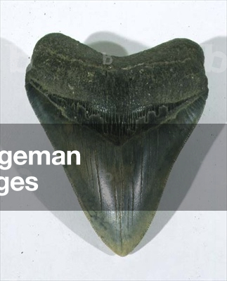 Carcharodon megalodon (Large Shark Tooth) found in North American, possibly Miocene Period (photo)