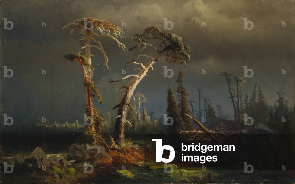 Opptrekkende uvær - utdøende urskog i uvær (oil on canvas)