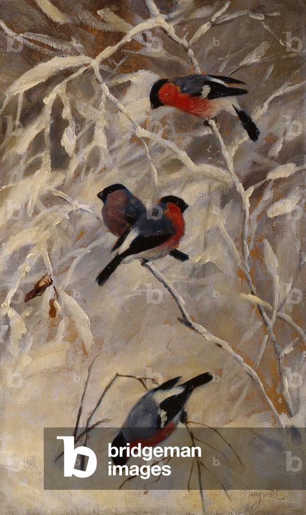 Bullfinches
