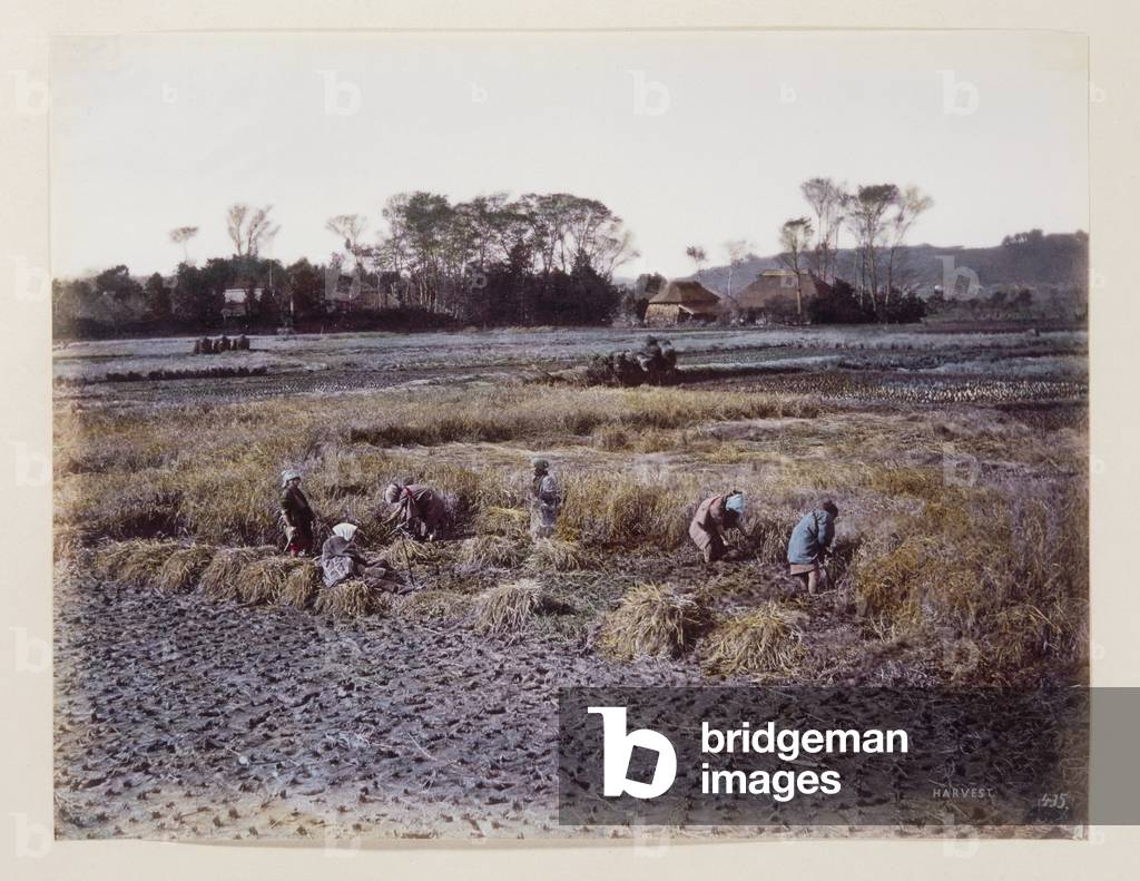 Rice Harvesting, 1862-68 (hand coloured photo)