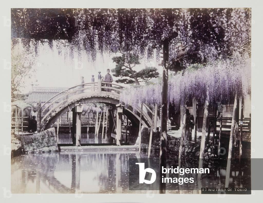 Wisteria of Tokio (bridge), 1885-1900 (hand coloured photo)