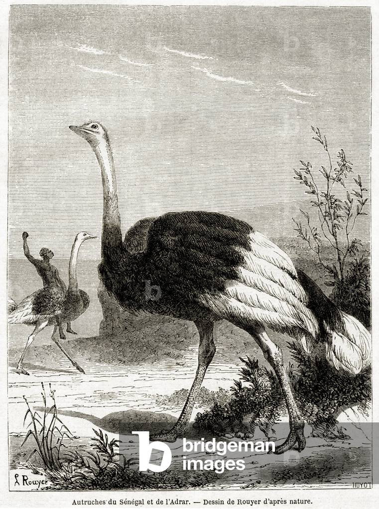 ' L. Rouyer (19th Century) (after)' images and/or videos results