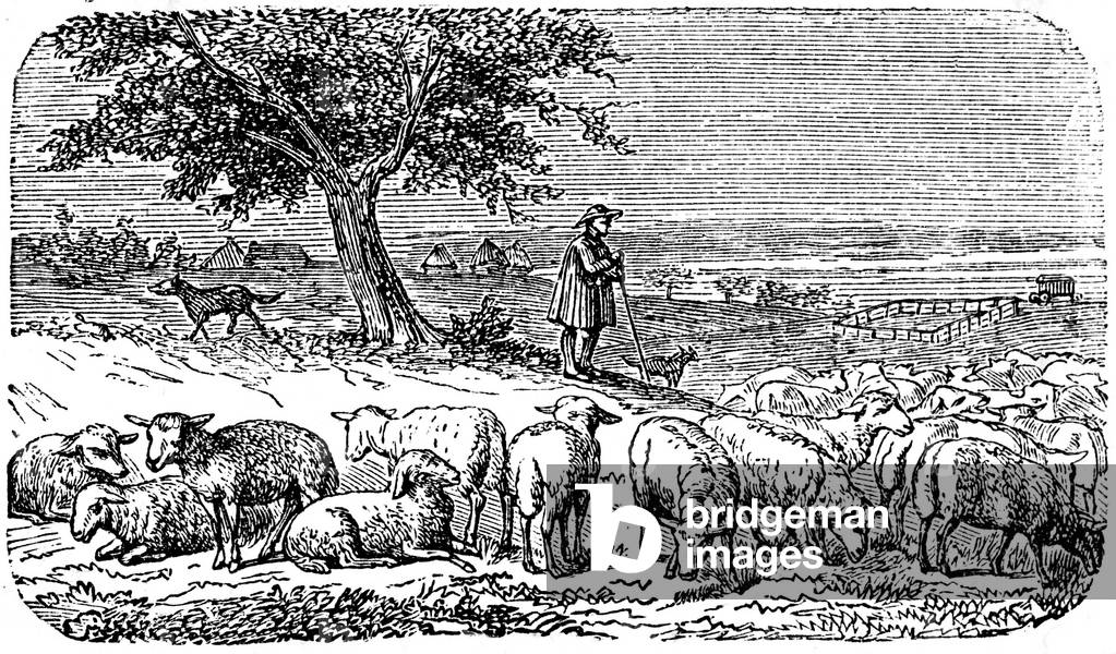 Shepherd (patre) keeping a herd of sheep (sheep) - Engraving of a school book 1894.