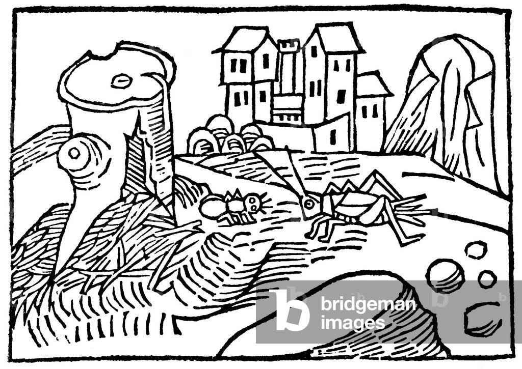 “the cicada and the ant”, after Esope's fable, 15th century (engraving)