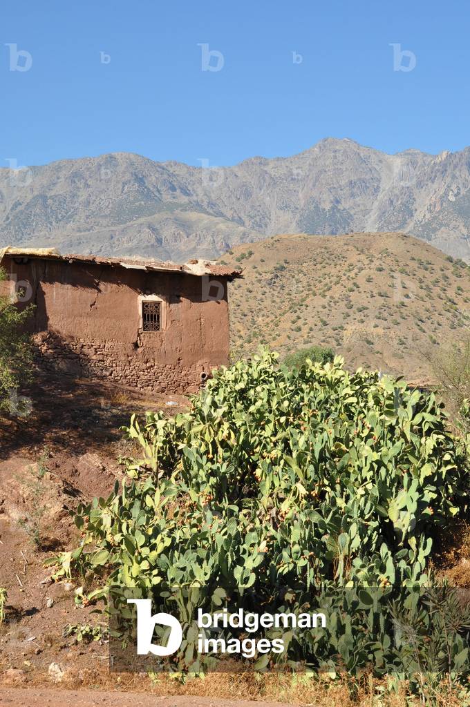 Morocco: High Atlas, Berber country - earthen house (pisa) with mountain and prickly fig trees north of Taroudant - Photo Patrice Cartier -